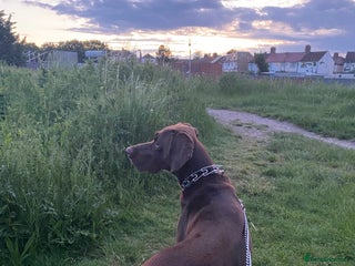 German Shorthaired Pointer dogs Chocolate Dog - Advert 1