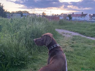 German Shorthaired Pointer dogs Chocolate Dog - Advert 1