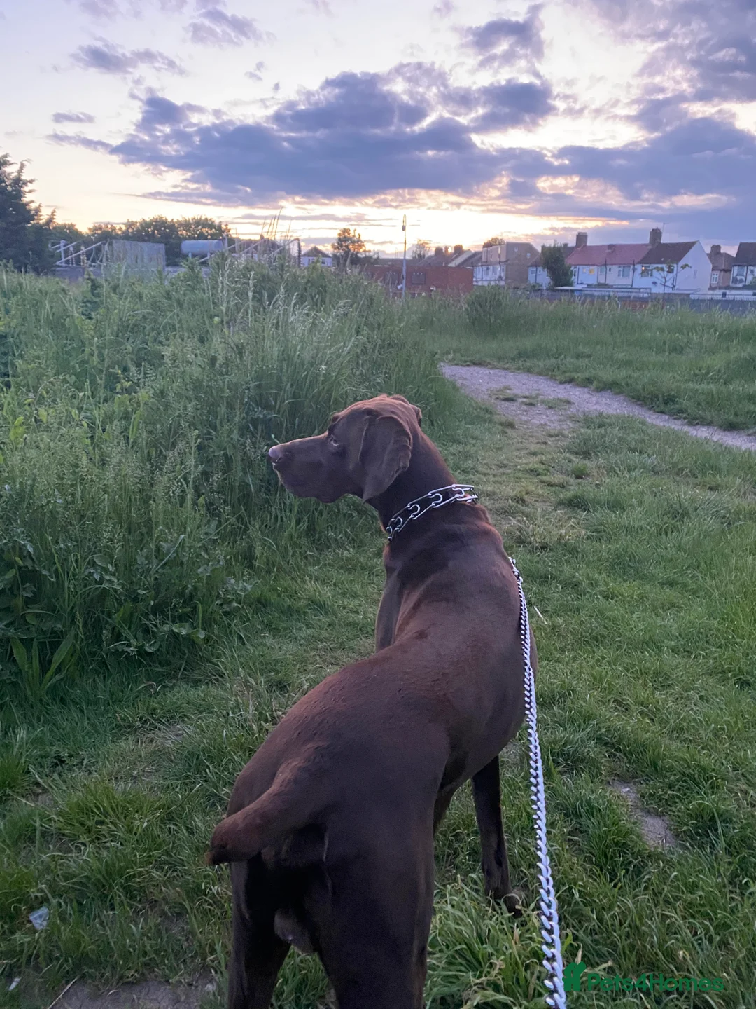 German Shorthaired Pointer dogs for stud: Chocolate Dog - Advert 1