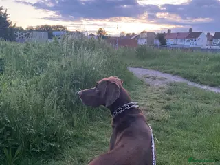 German Shorthaired Pointer dogs Chocolate Dog - Advert 2