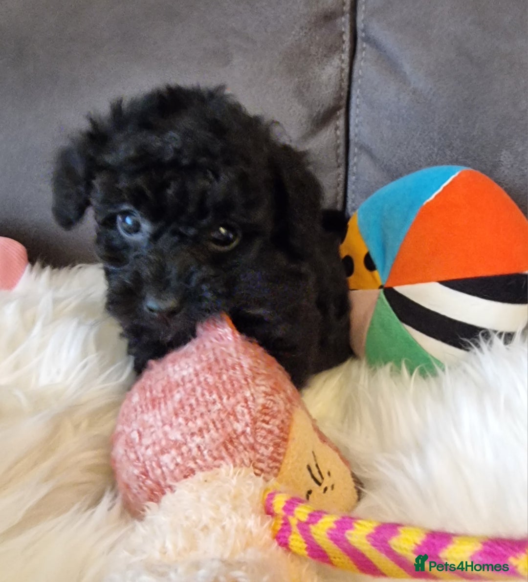Cockapoo dogs for sale: Best Friend Sofa Companions 🥰 Fully vaccinated  - Image 35