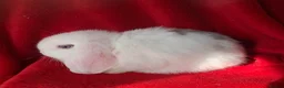 Mini Lop rabbits for sale: Beautiful Pure Mini Lop Rabbit - Advert 4
