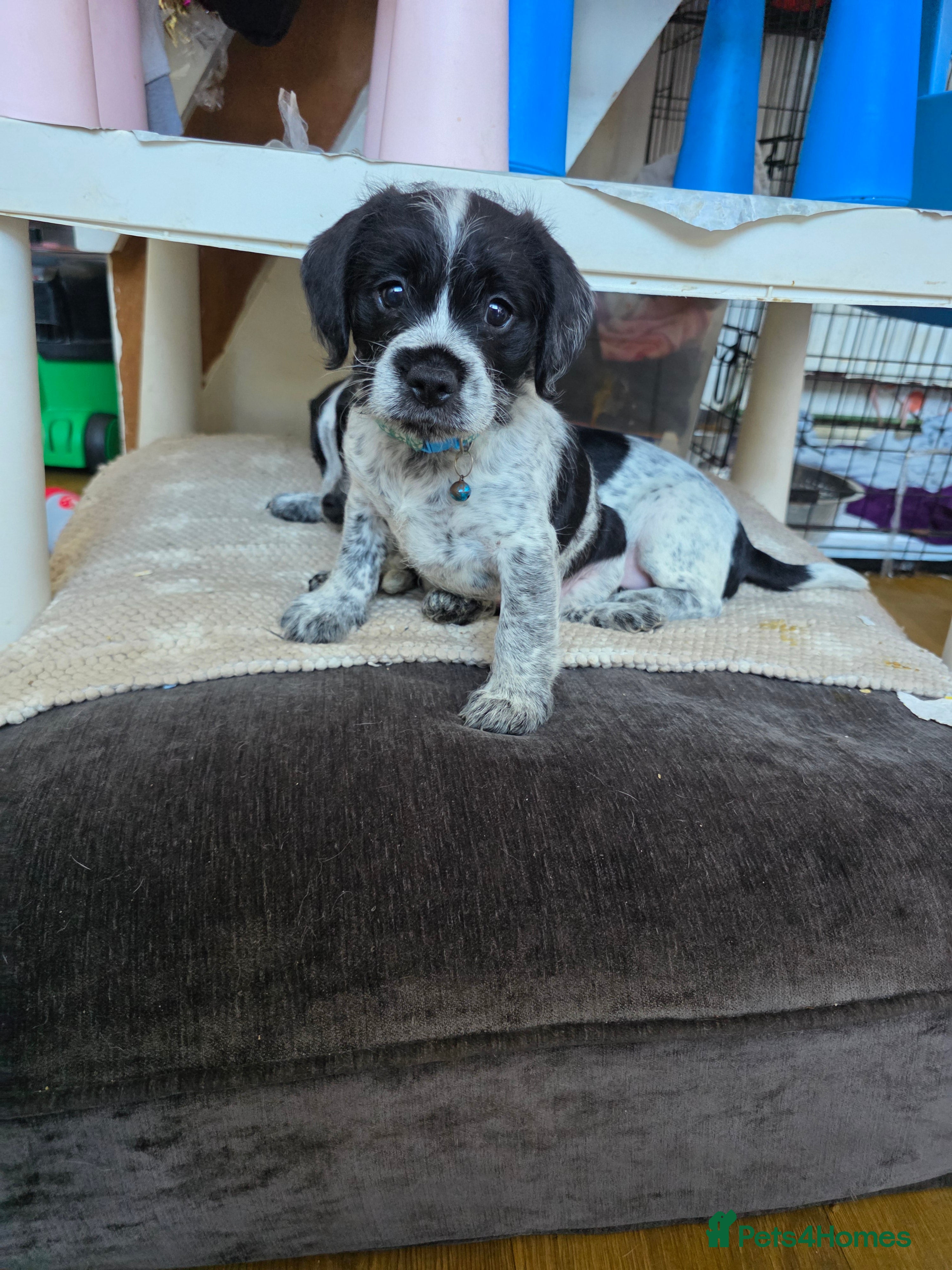 Mixed Breed dogs  French bulldog cross cockapoo  - Advert 15