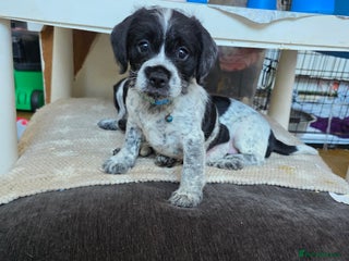 Mixed Breed dogs French bulldog cross cockapoo - Advert 15