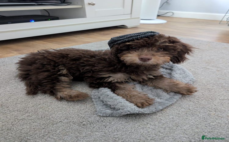 Cockapoo dogs - Advert 8