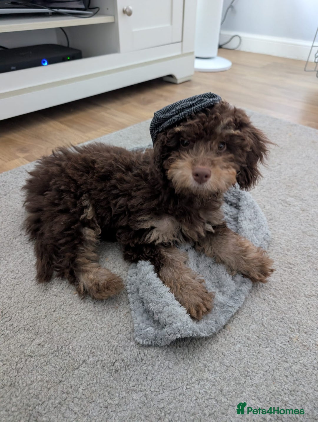 Cockapoo dogs for sale: Boy cockapoo  - Image 1