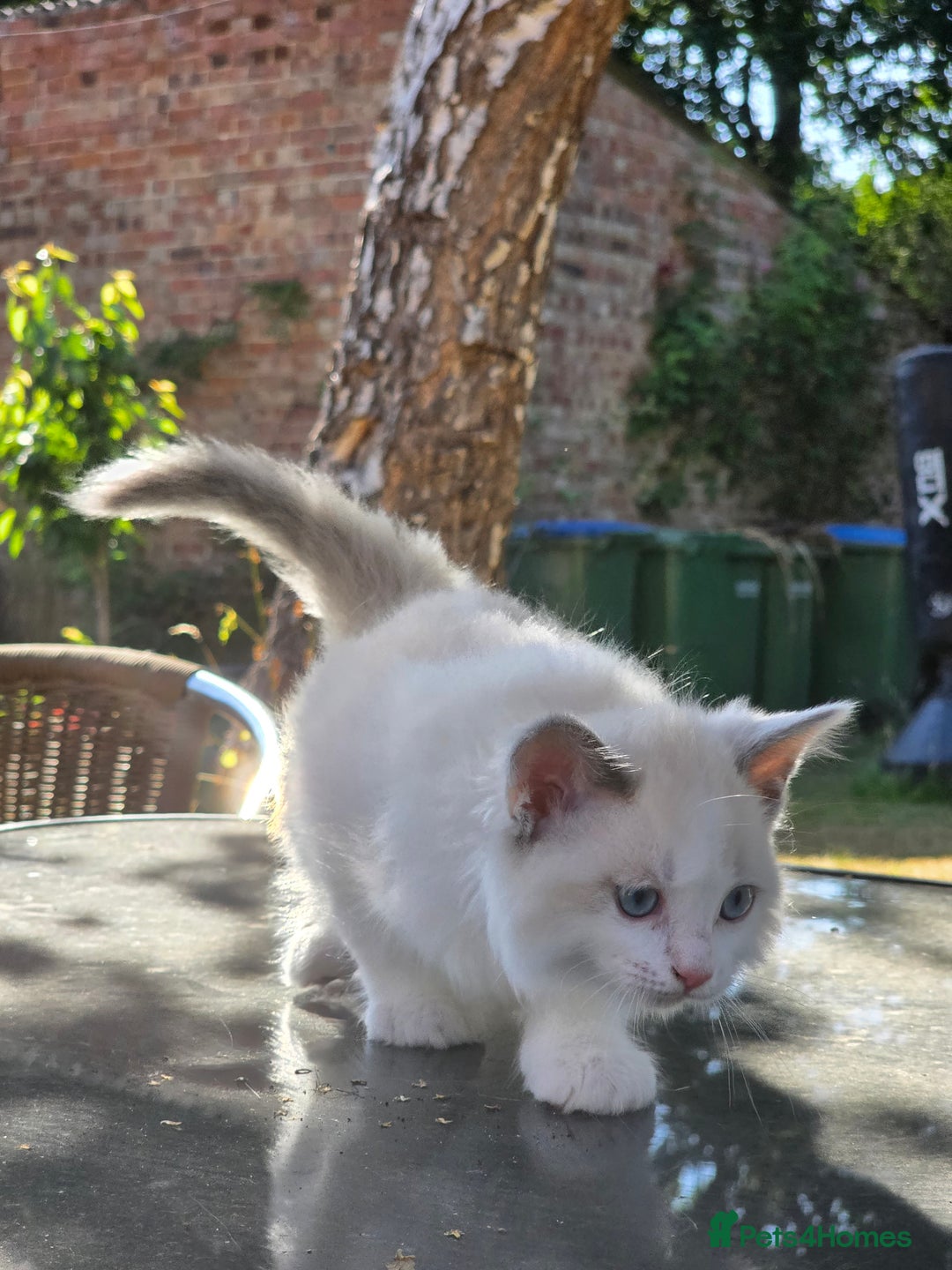 Ragdoll cats for sale: GCCF REGISTERED RAGDOLL KITTENS - Image 19