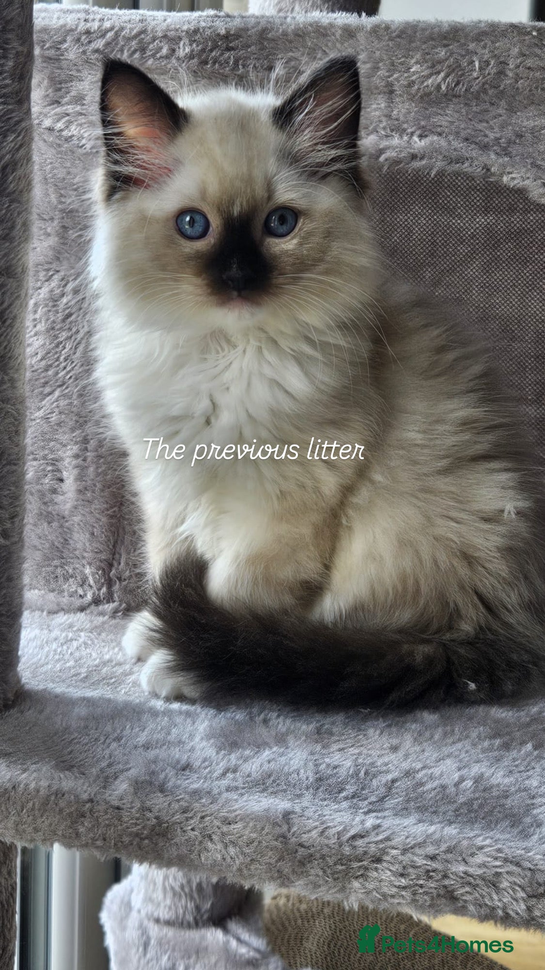 Ragdoll cats CHUNKY FLUFFY PEDIGREE RAGDOLL KITTENS - Advert 8