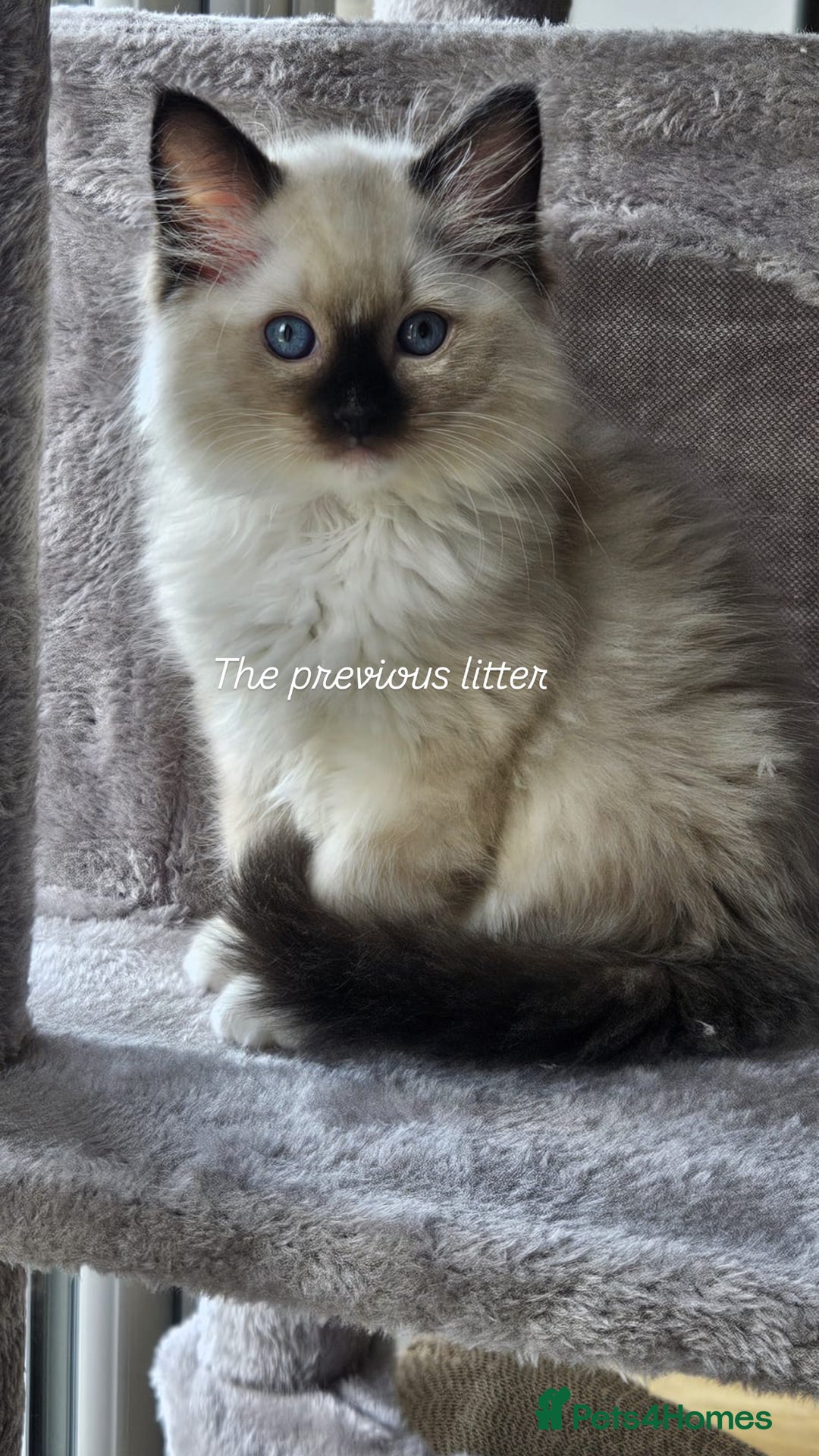 Ragdoll cats for sale: CHUNKY FLUFFY PEDIGREE RAGDOLL KITTENS - Advert 5