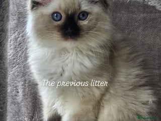 Ragdoll cats CHUNKY FLUFFY PEDIGREE RAGDOLL KITTENS - Advert 12