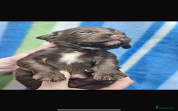 Cocker Spaniel dogs for sale: Cocker spaniels  in Beith - Image 7