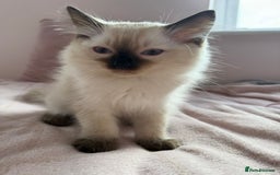 Ragdoll cats for sale: Kittens for sale - Image 2