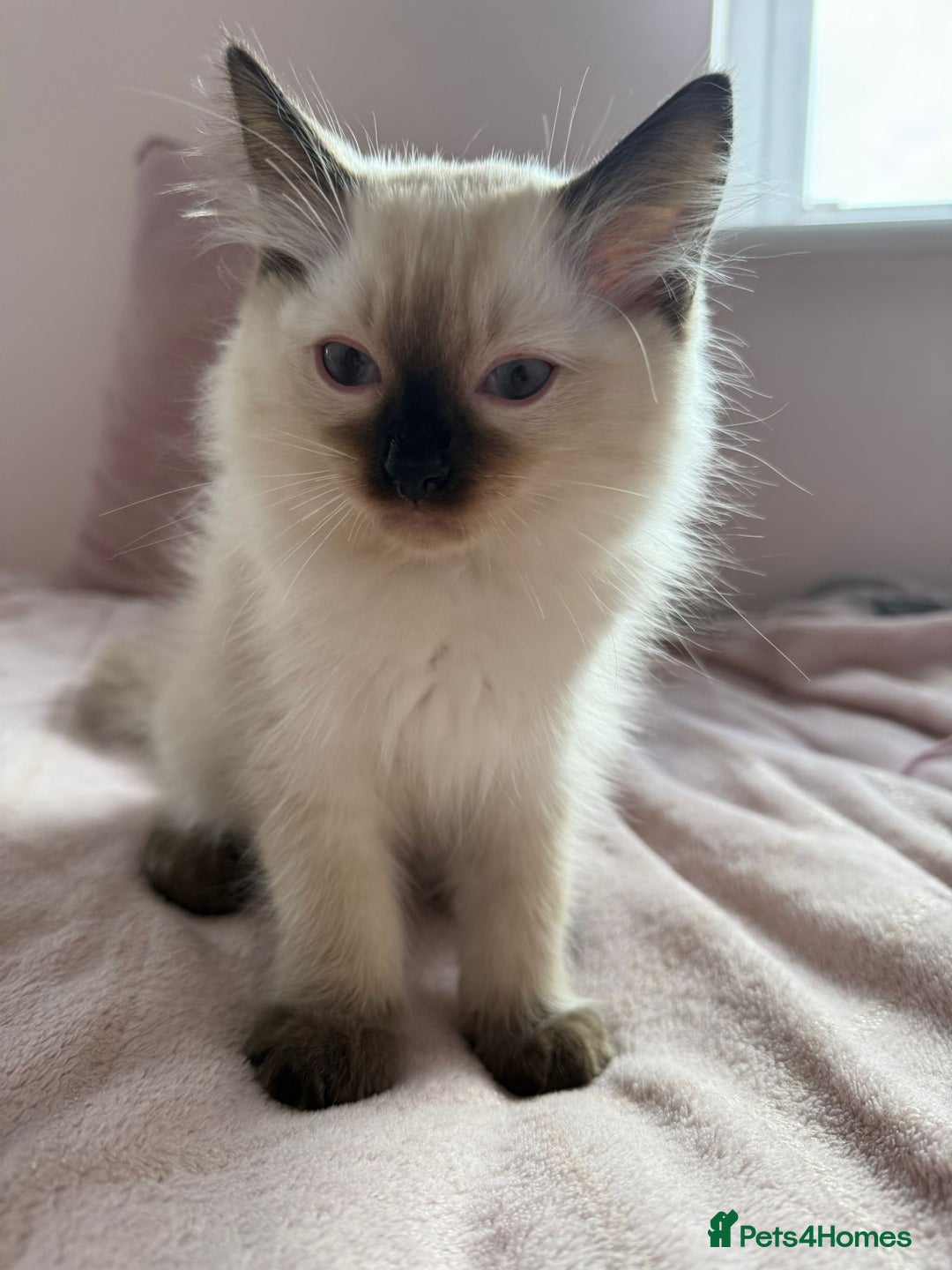 Ragdoll cats for sale: Kittens for sale - Image 2