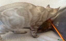 Bengal cats for sale: OUTSTANDING TICA reg BENGAL KITTENS - Advert 13