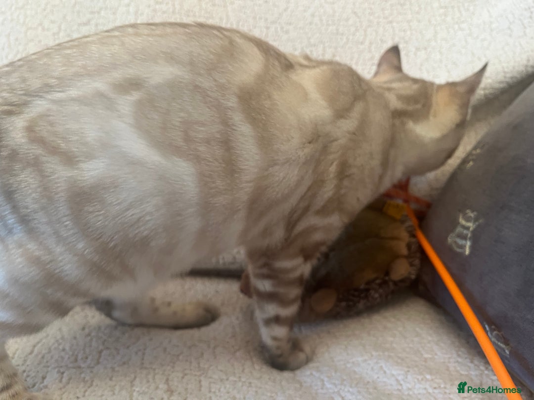 Bengal cats for sale: OUTSTANDING TICA reg BENGAL KITTENS - Advert 13