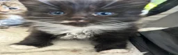 Mixed Breed cats for sale: Two mixed litters for sale - Advert 10