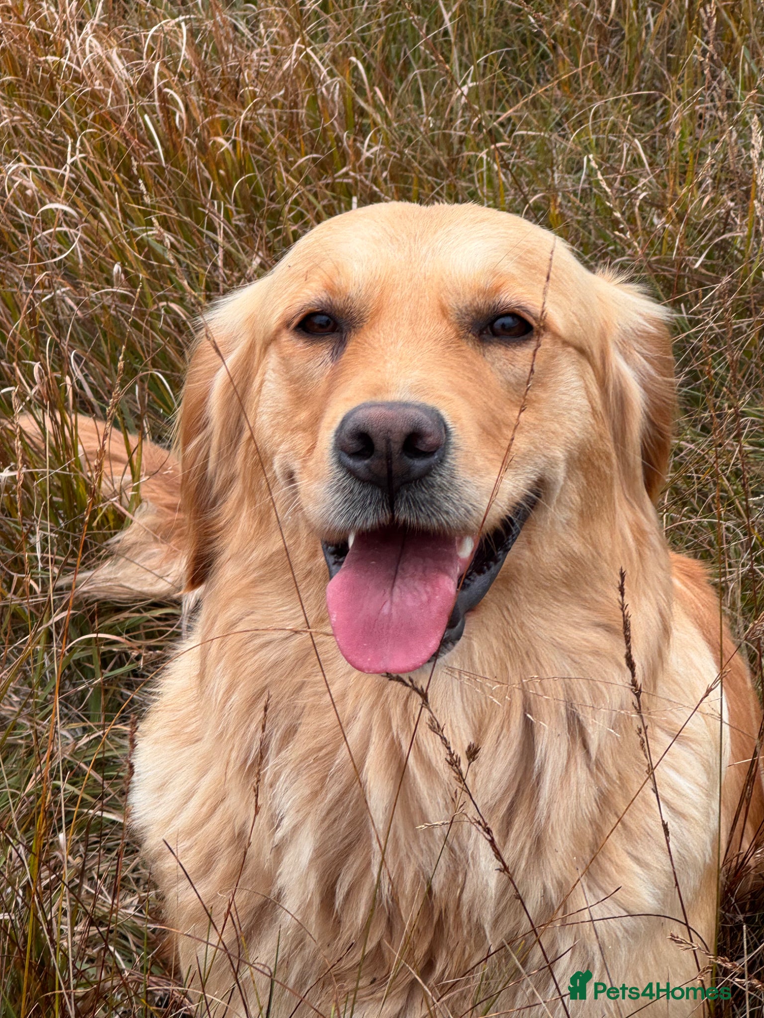Golden Retriever dogs Golden retriever puppies  - Advert 2
