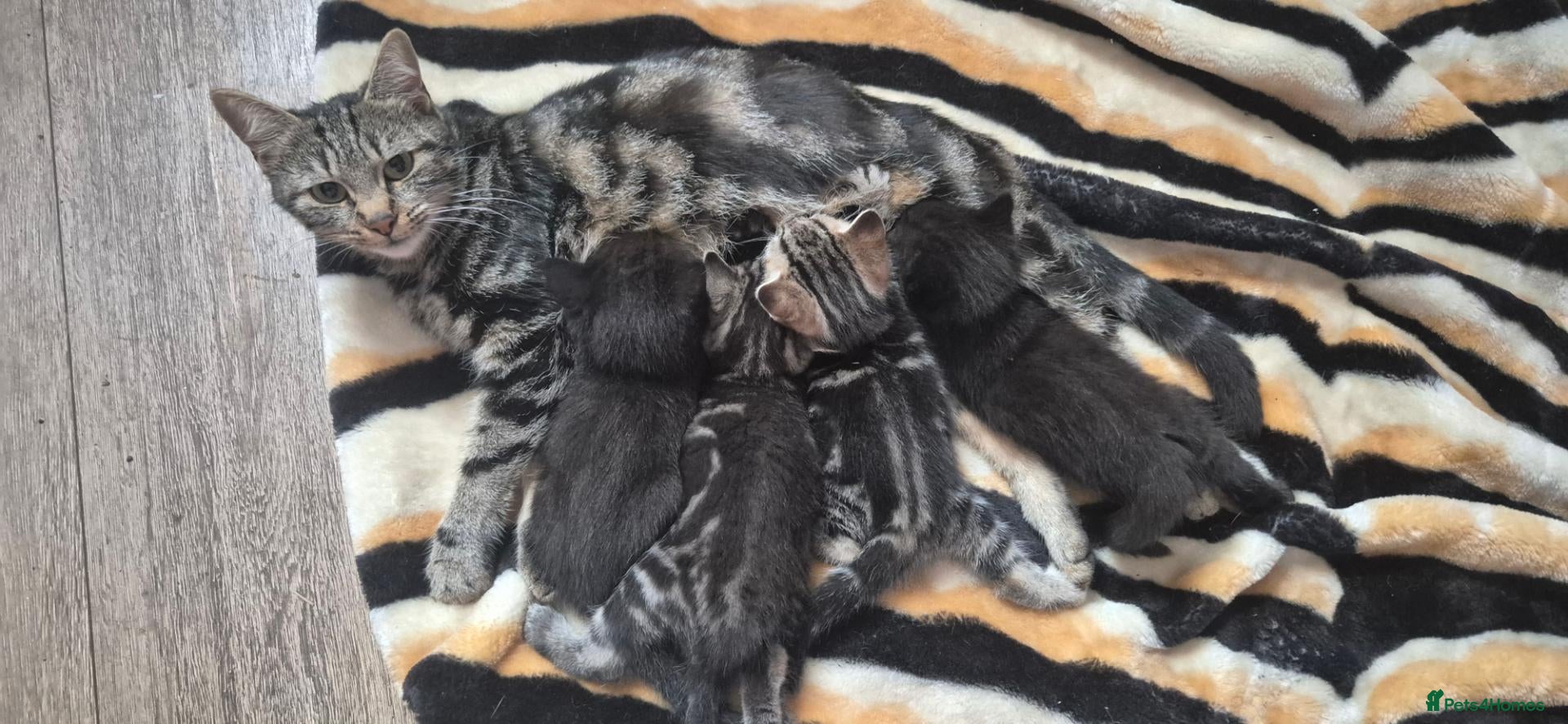 Mixed Breed cats Bengal cross kittens  - Advert 12