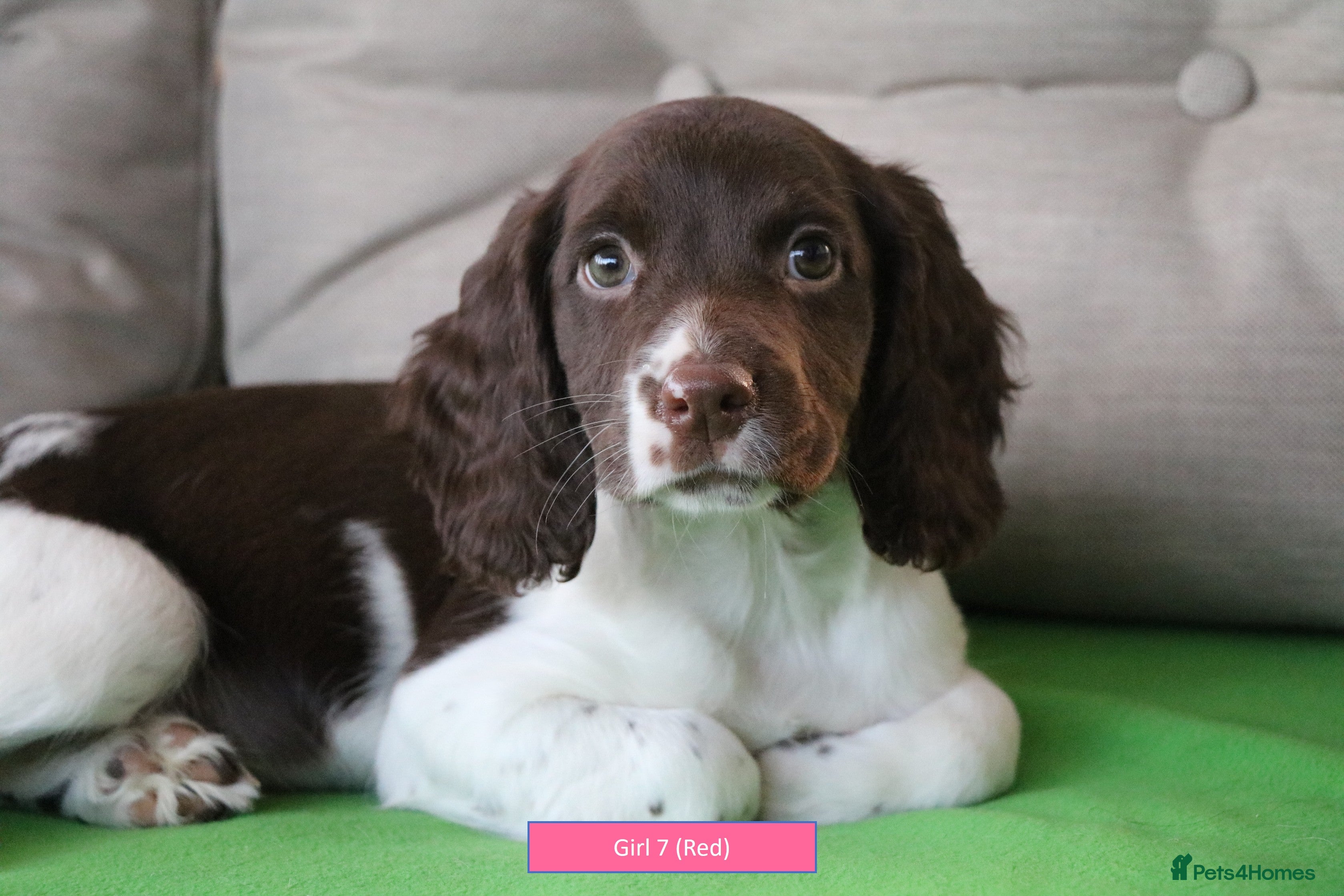 English Springer Spaniel dogs Health Tested English Springer Spaniel Puppies - Advert 11