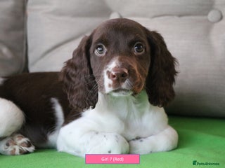 English Springer Spaniel dogs Health Tested English Springer Spaniel Puppies - Advert 4