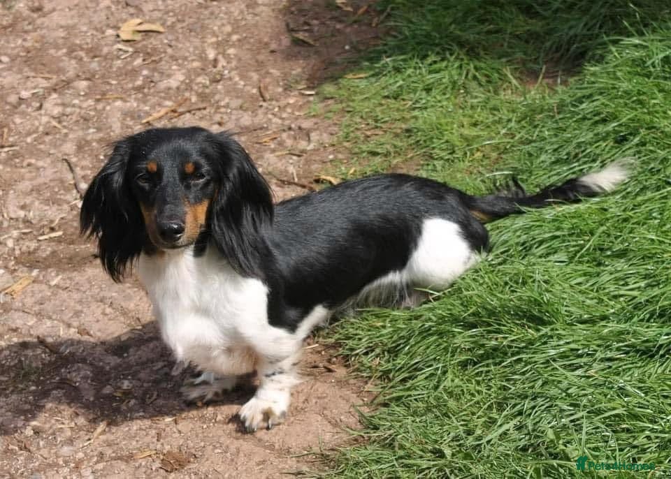 Miniature Dachshund dogs Two adult female Dachshunds  - Advert 2