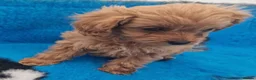 Maltipoo dogs for sale: Maltipoo puppies ready now  - Advert 12
