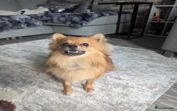 Pomchi dogs for sale: Pomchi  - Image 4