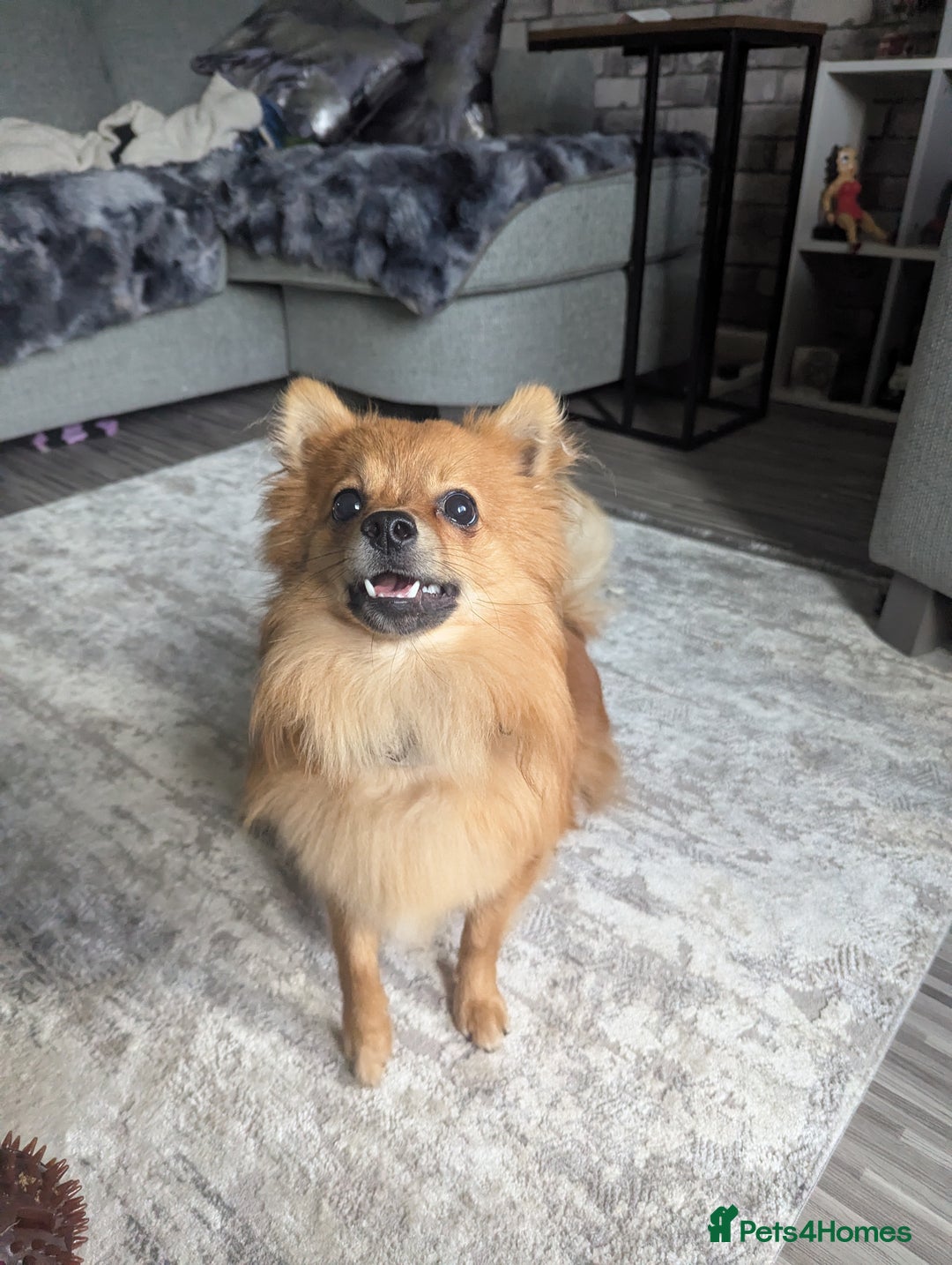 Pomchi dogs for sale: Pomchi  - Image 4