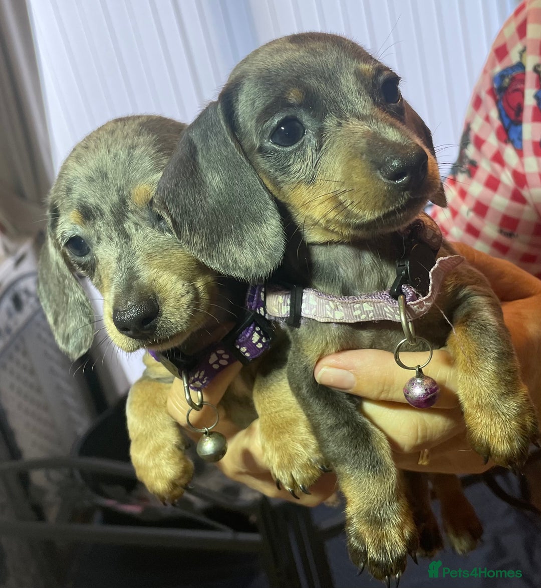 Dachshund dogs for sale: 5 beautiful miniature short haired dachshunds - Image 25