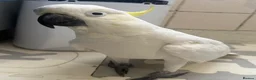 Cockatoo birds for sale: Cockatoo  - Advert 1