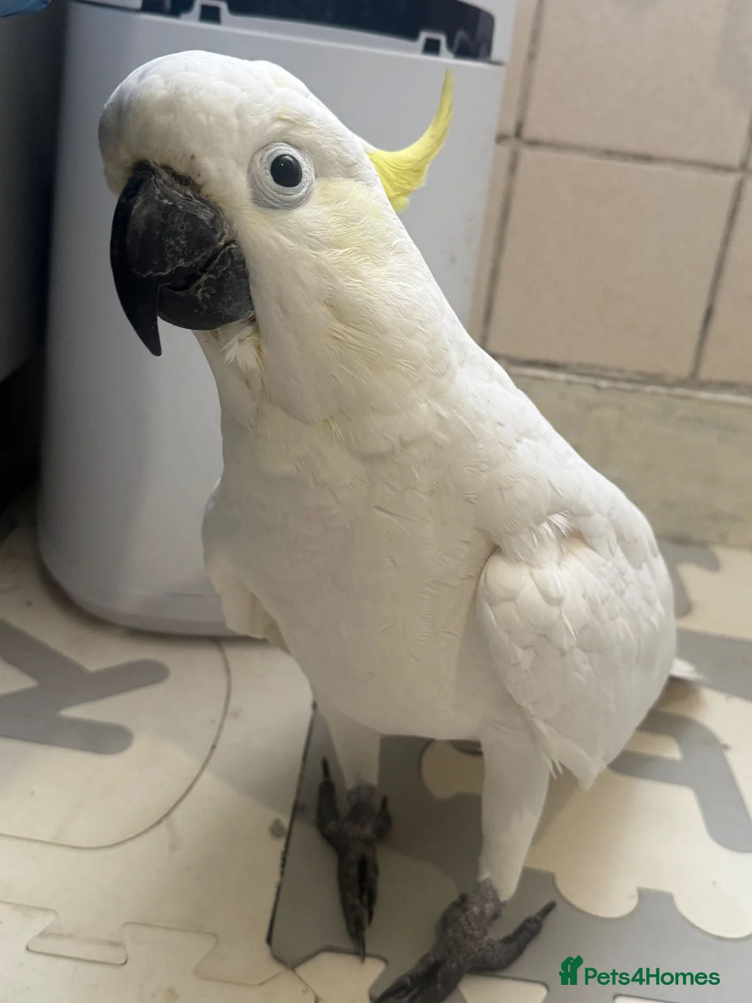 Cockatoo birds for sale: Cockatoo  - Advert 1