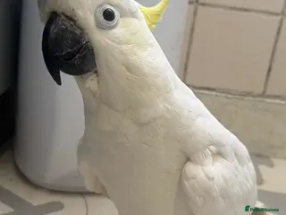 Cockatoo birds Cockatoo - Advert 2