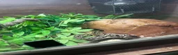 Python Snake reptiles for sale: Ball/ royal python  - Advert 4