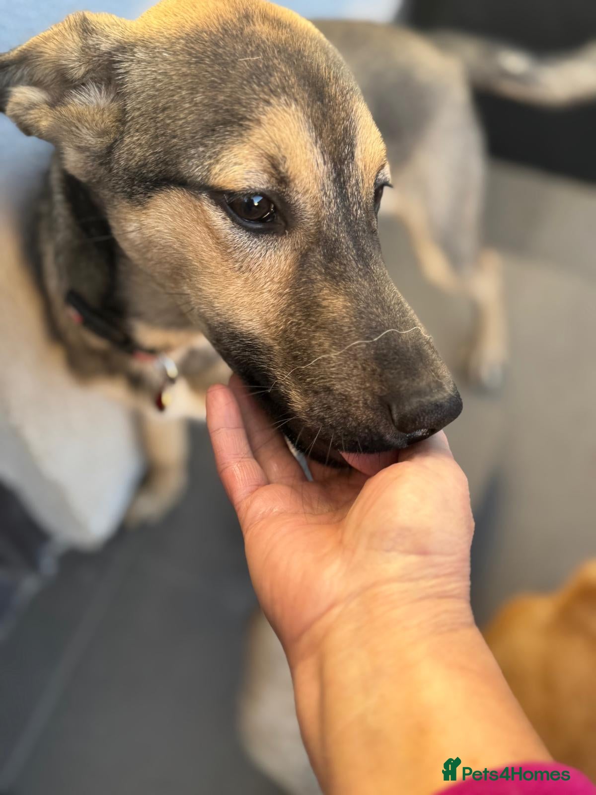 Mixed Breed dogs MOCHI – a Superb young Girl for a Loving Home - Advert 10