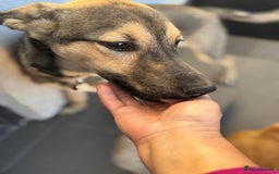 Mixed Breed dogs for adoption: MOCHI – a Superb young Girl for a Loving Home - Advert 1