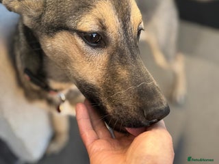 Mixed Breed dogs MOCHI β a Superb young Girl for a Loving Home - Advert 16