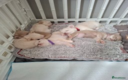 Chihuahua dogs for sale: Chihuahua puppies for sale - Image 4