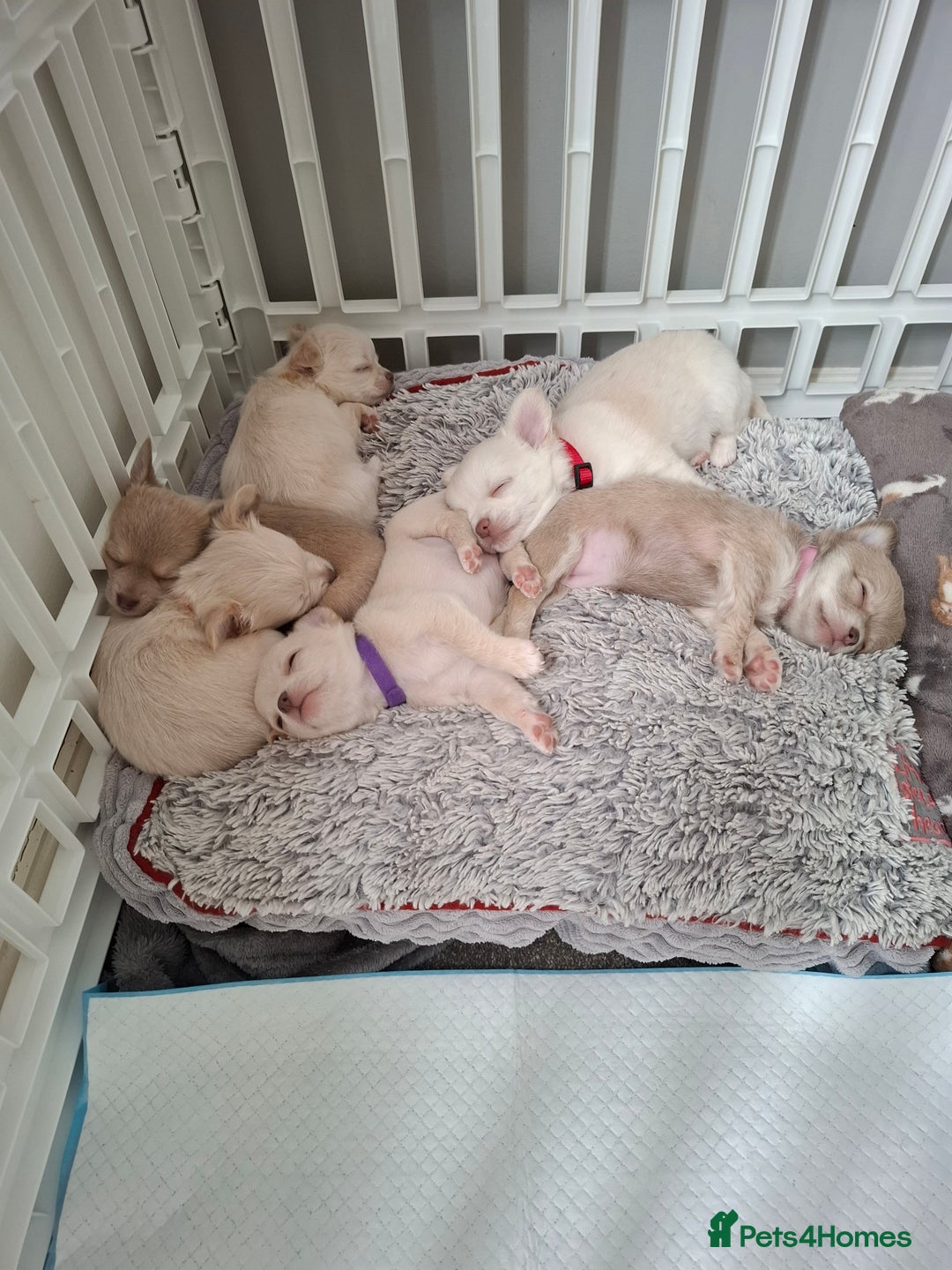 Chihuahua dogs for sale: Chihuahua puppies for sale - Image 4