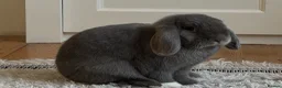 Mini Lop rabbits for sale: Pair of Gorgeous Bonded Pure Bred Mini Lop Bunnies in London - Advert 9