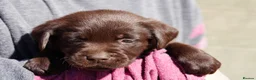 Labrador Retriever dogs for sale: Chocolate Labrador puppies Kc reg health tested - Advert 23