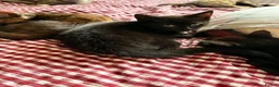 Mixed Breed cats for sale: Two adorable little boys  - Advert 3