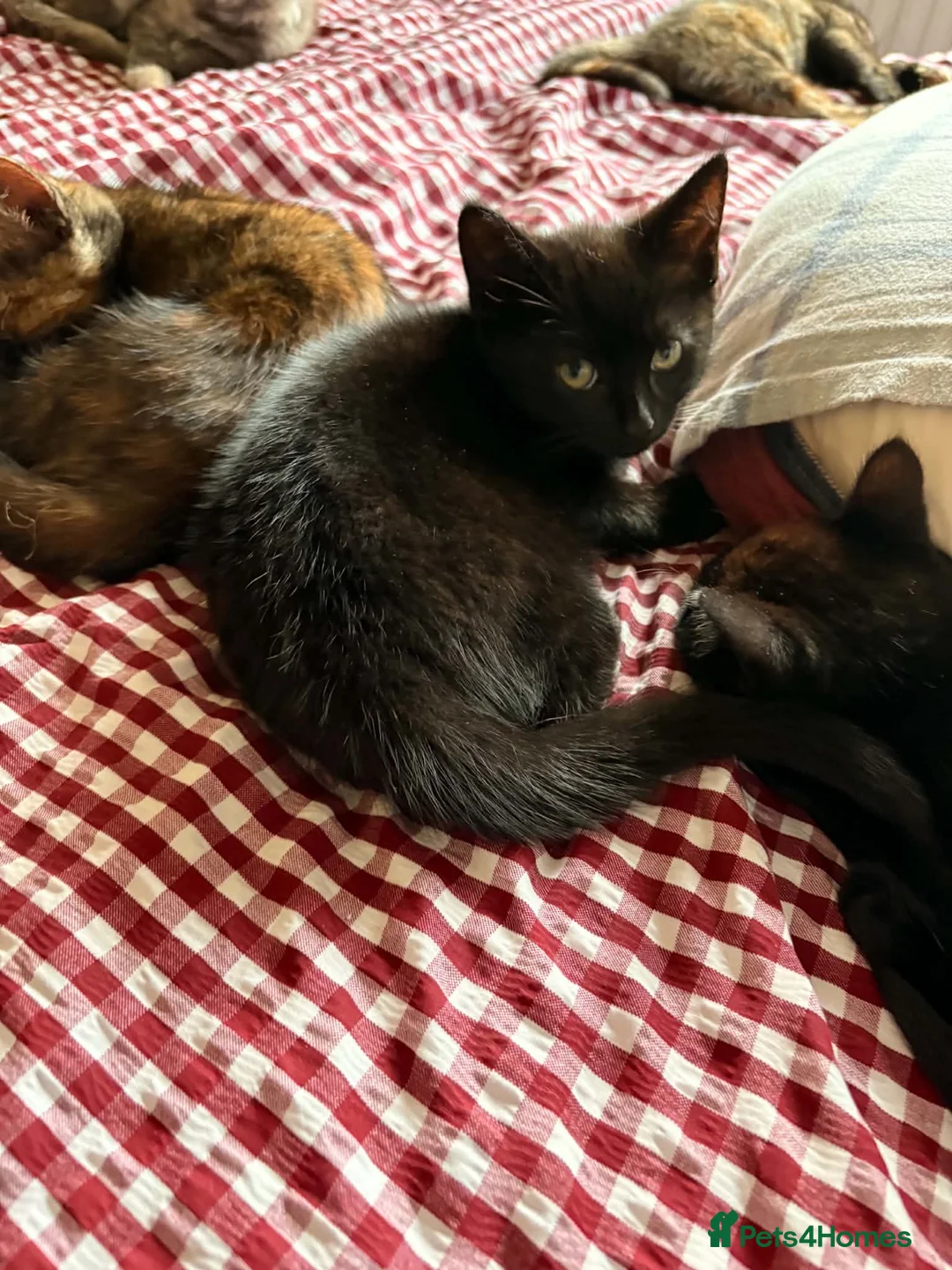 Mixed Breed cats for sale: Two adorable little boys  - Advert 3