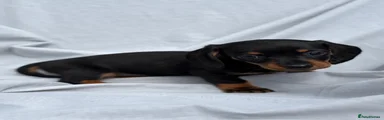 Miniature Dachshund 2