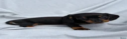 Miniature Dachshund dogs for sale: Miniature Dachshund Pups Ready Now - Advert 6