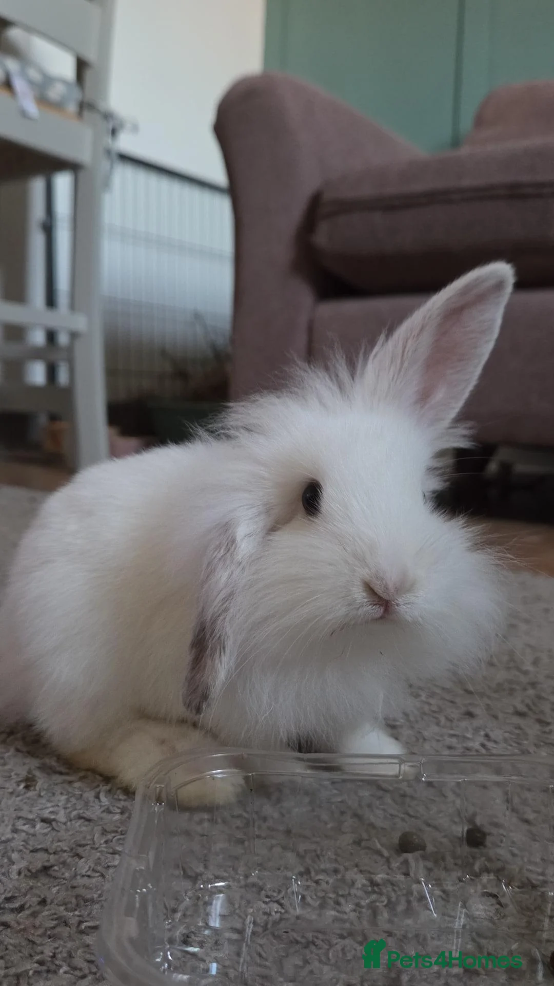 Mixed Breed rabbits for sale: READY NOW 7 baby rabbits - Advert 2
