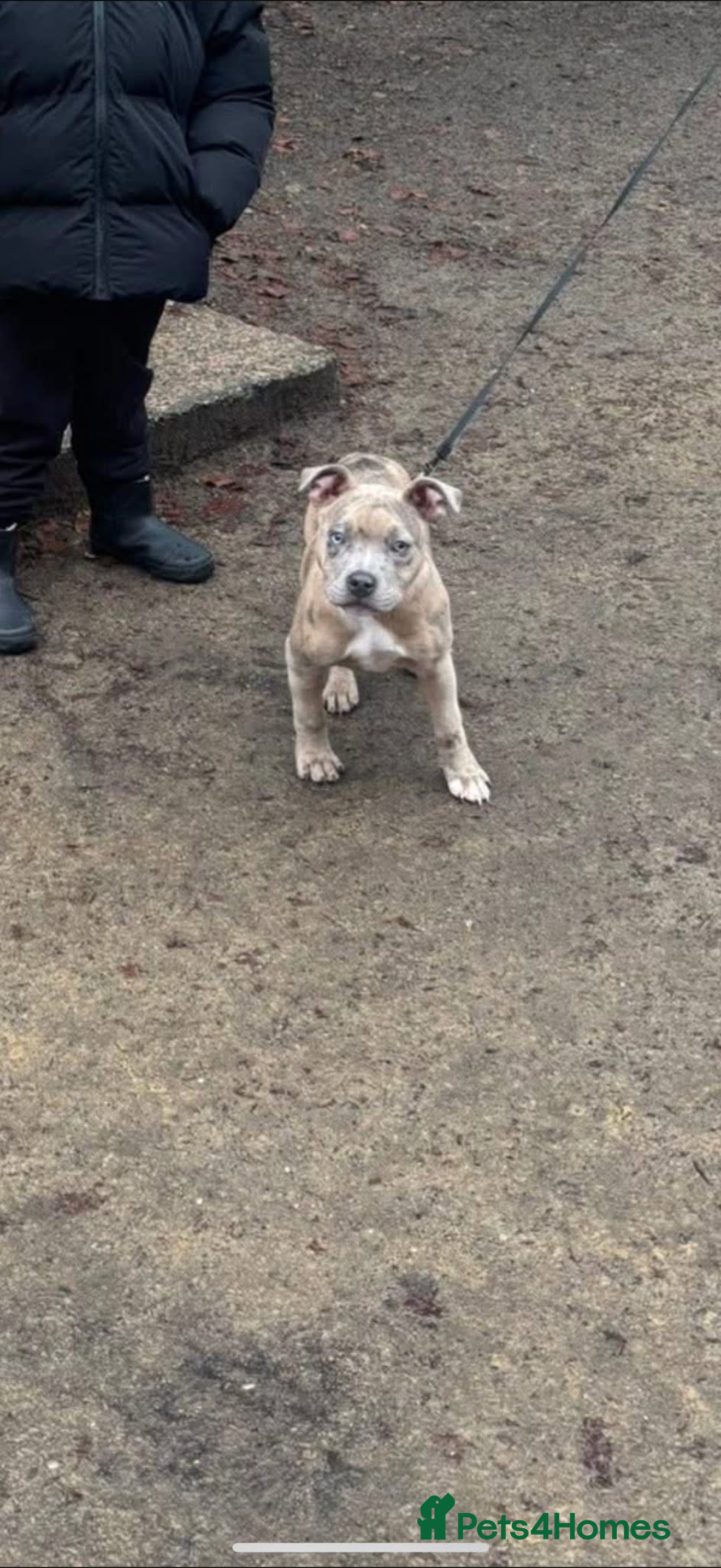 Mixed Breed dogs Pocket Bully x Staff in Manchester - Advert 2