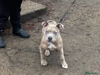 Mixed Breed dogs Pocket Bully x Staff in Manchester - Advert 2