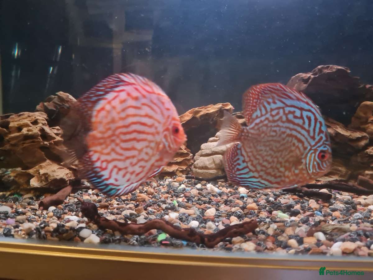 Discus fish Discus  - Advert 6