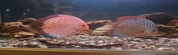Discus fish for sale: Discus  in Manchester - Advert 1
