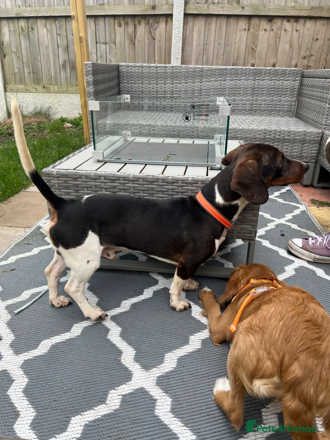 Mixed Breed dogs for sale: Dachshund cross cavalier  in Bromsgrove - Advert 2